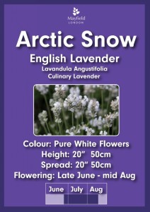 Arctic Snow English Lavender 2 Litre Pot